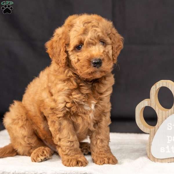 Freddie, Mini Goldendoodle Puppy