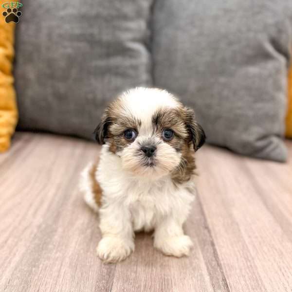 Cocoa, Shih Tzu Puppy