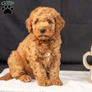 Freddie, Mini Goldendoodle Puppy
