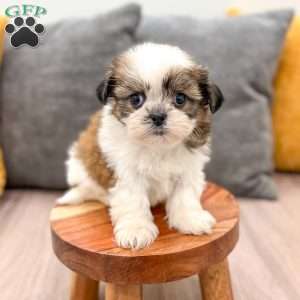Cocoa, Shih Tzu Puppy