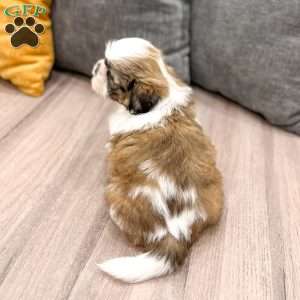 Camp, Shih Tzu Puppy