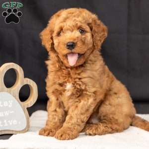 Freddie, Mini Goldendoodle Puppy