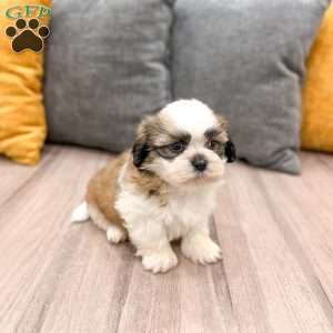 Camp, Shih Tzu Puppy