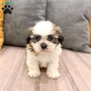 Camp, Shih Tzu Puppy