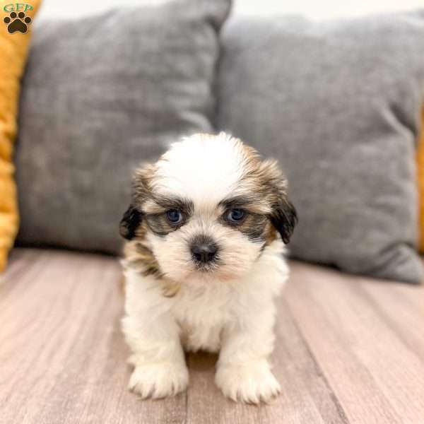 Camp, Shih Tzu Puppy