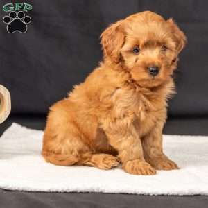 Flash, Mini Goldendoodle Puppy