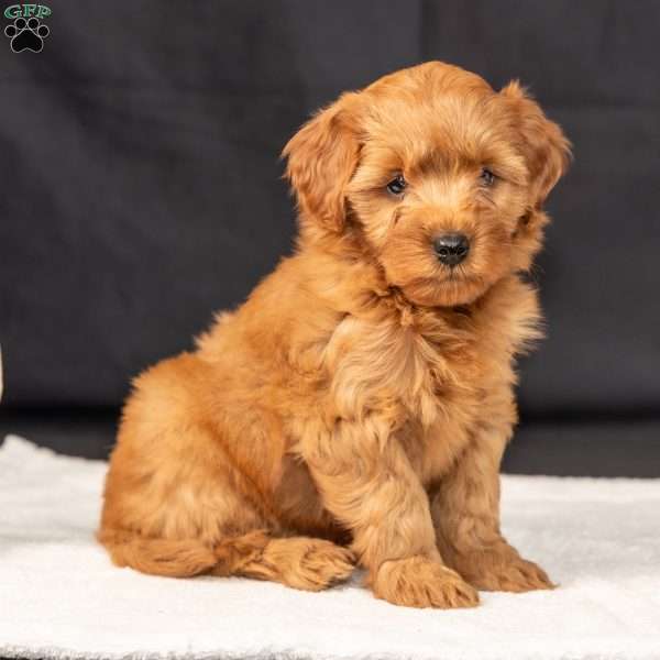 Flash, Mini Goldendoodle Puppy