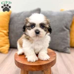 Camp, Shih Tzu Puppy