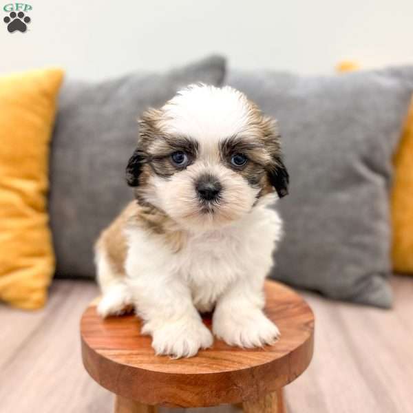 Camp, Shih Tzu Puppy