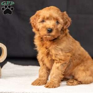 Flash, Mini Goldendoodle Puppy