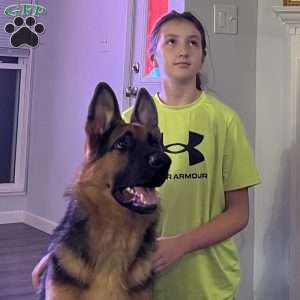 Dolche, German Shepherd Puppy