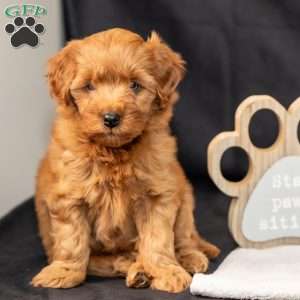 Flash, Mini Goldendoodle Puppy