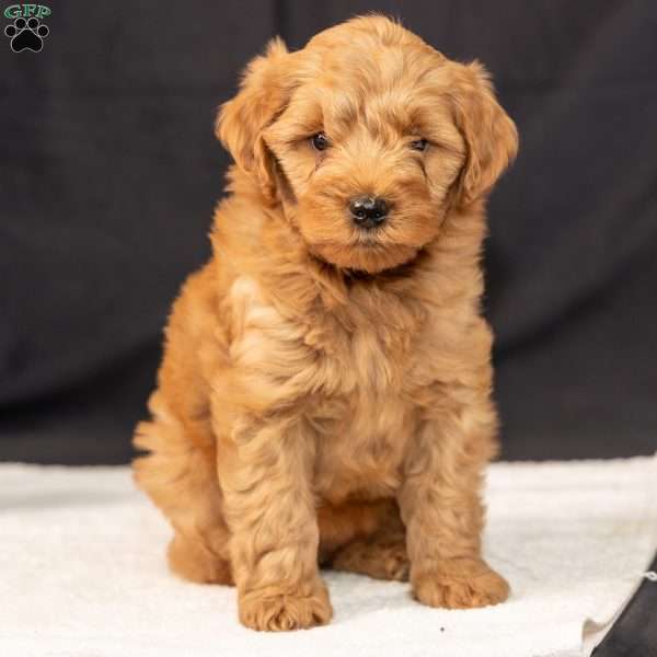 Flora, Mini Goldendoodle Puppy