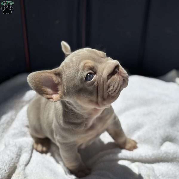 Kirby, French Bulldog Puppy