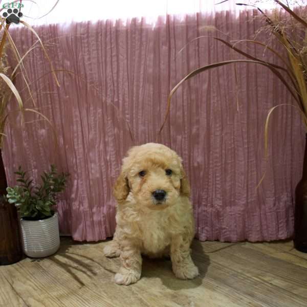 Duke, Mini Goldendoodle Puppy