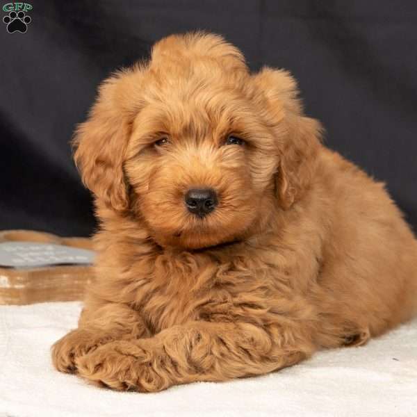 Flax, Mini Goldendoodle Puppy