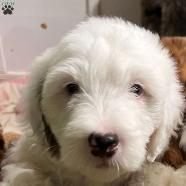 Paris, Mini Bernedoodle Puppy