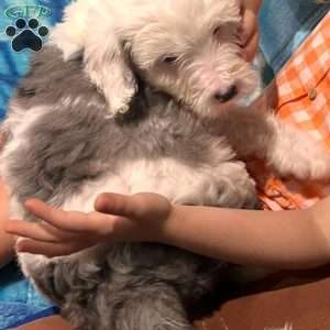 Paris, Mini Bernedoodle Puppy