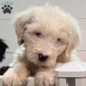 Paris, Mini Bernedoodle Puppy