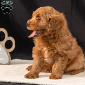 Frank, Mini Goldendoodle Puppy