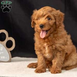 Frank, Mini Goldendoodle Puppy