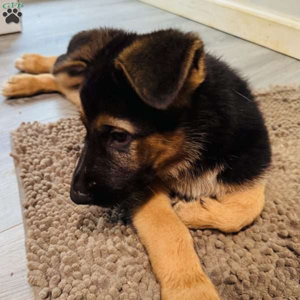 Dolche, German Shepherd Puppy