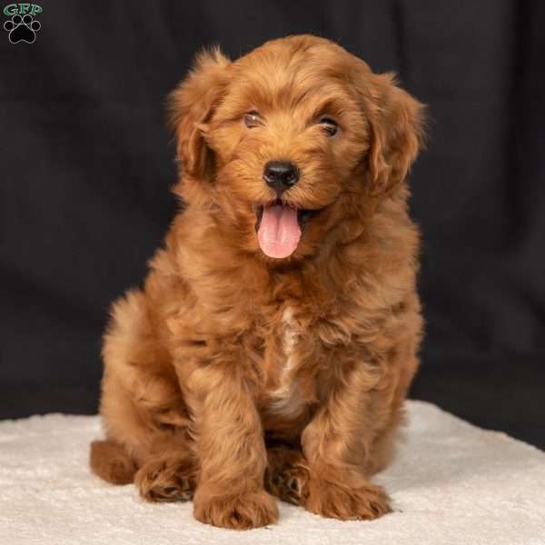 Frank, Mini Goldendoodle Puppy