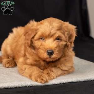 Frank, Mini Goldendoodle Puppy