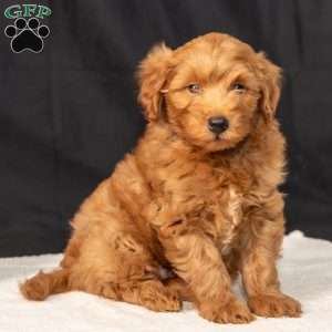 Frank, Mini Goldendoodle Puppy