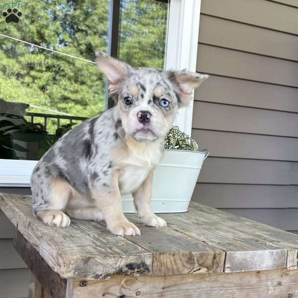 Heidi, French Bulldog Puppy