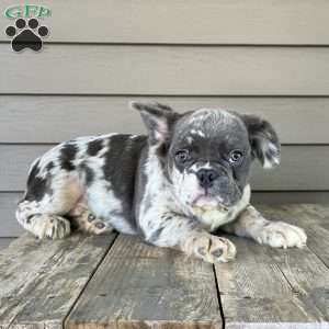 Calvin, French Bulldog Puppy