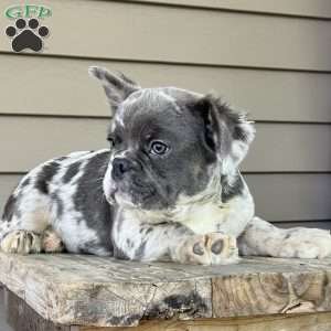 Calvin, French Bulldog Puppy