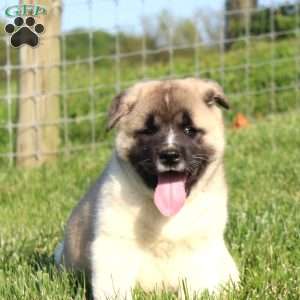 Buster, Akita Puppy