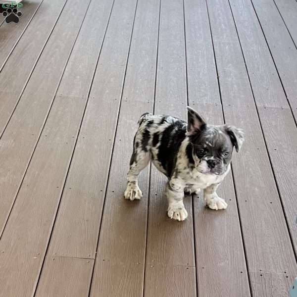 Calvin, French Bulldog Puppy