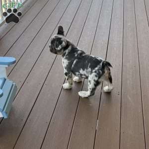 Calvin, French Bulldog Puppy