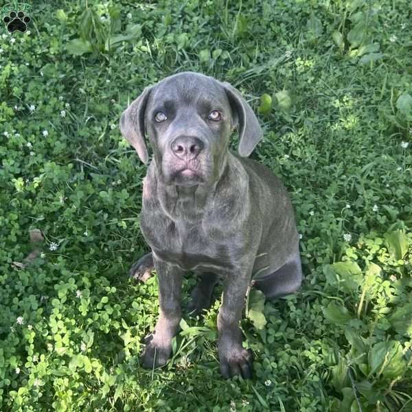 Peyton, Cane Corso Puppy
