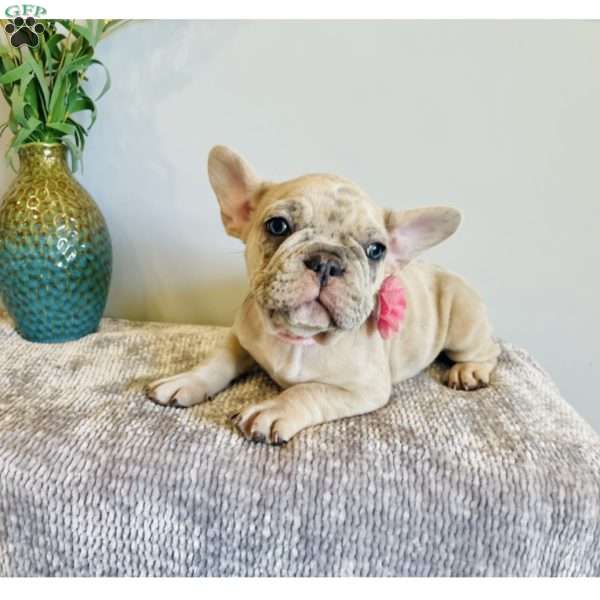 Spring, Frenchton Puppy
