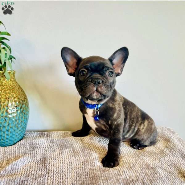 Theo, Frenchton Puppy