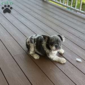 Calvin, French Bulldog Puppy