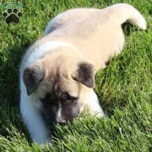 Buster, Akita Puppy
