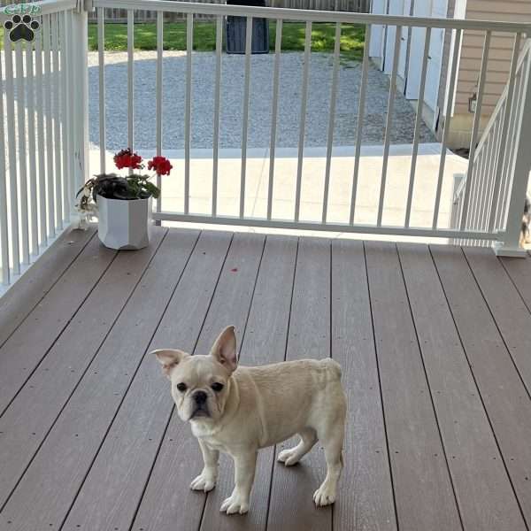 Star, French Bulldog Puppy