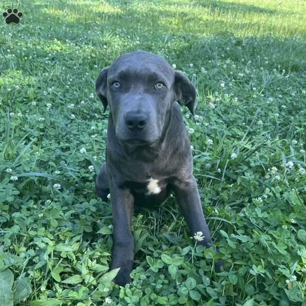 Phoenix, Cane Corso Puppy