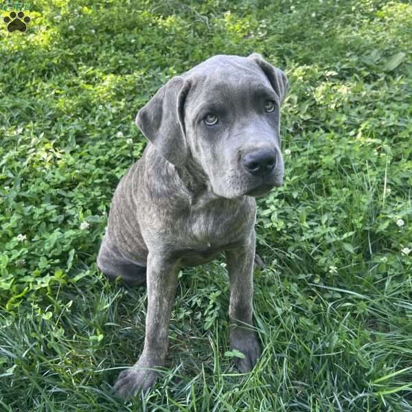 Parker, Cane Corso Puppy