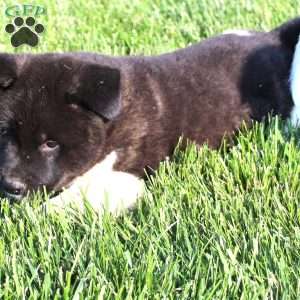 Bill, Akita Puppy
