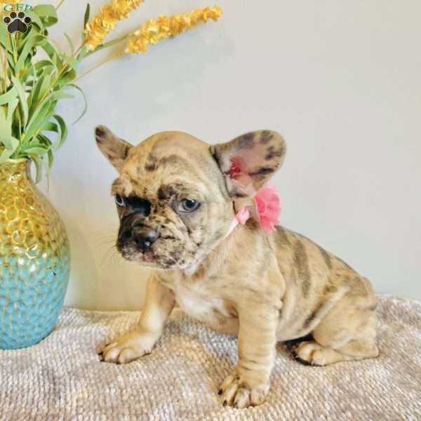 Kayla, Frenchton Puppy
