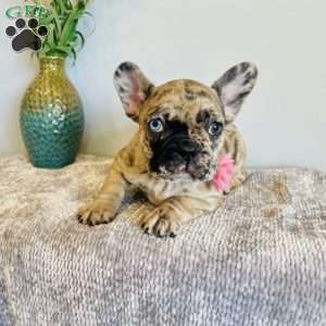 Kayla, Frenchton Puppy