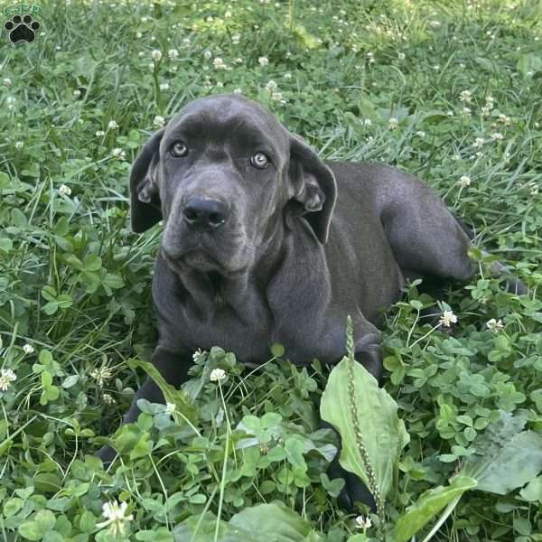 Phoebe, Cane Corso Puppy