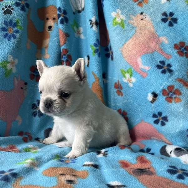 Benji, French Bulldog Puppy