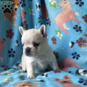 Benji, French Bulldog Puppy