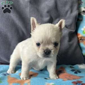 Benji, French Bulldog Puppy